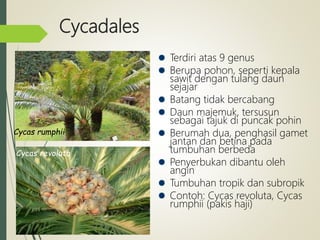 Cycadales
Terdiri atas 9 genus
Berupa pohon, seperti kepala
sawit dengan tulang daun
sejajar
Batang tidak bercabang
Daun majemuk, tersusun
sebagai tajuk di puncak pohin
Berumah dua, penghasil gamet
jantan dan betina pada
tumbuhan berbeda
Penyerbukan dibantu oleh
angin
Tumbuhan tropik dan subropik
Contoh: Cycas revoluta, Cycas
rumphii (pakis haji)
Cycas revoluta
Cycas rumphii
 