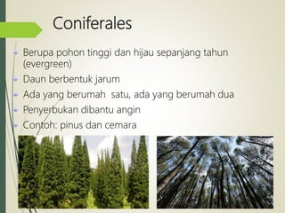 Coniferales
Berupa pohon tinggi dan hijau sepanjang tahun
(evergreen)
Daun berbentuk jarum
Ada yang berumah satu, ada yang berumah dua
Penyerbukan dibantu angin
Contoh: pinus dan cemara
Ginkgo biloba
 