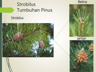 Strobilus
Tumbuhan Pinus
Strobilus
Betina
Jantan
 