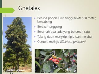 Gnetales
Berupa pohon lurus tinggi sekitar 20 meter,
bercabang
Berakar tunggang
Berumah dua, ada yang berumah satu
Tulang daun menyirip, tipis, dan melebar
Contoh: melinjo (Gnetum gnemon)
Gnetum gnemon
 