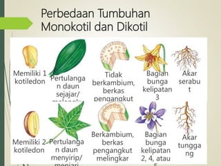Perbedaan Tumbuhan
Monokotil dan Dikotil
Memiliki 1
kotiledon Pertulanga
n daun
sejajar/
melengku
ng
Tidak
berkambium,
berkas
pengangkut
tersebar
Bagian
bunga
kelipatan
3
Akar
serabu
t
Memiliki 2
kotiledon
Pertulanga
n daun
menyirip/
Berkambium,
berkas
pengangkut
melingkar
Bagian
bunga
kelipatan
2, 4, atau
Akar
tungga
ng
 