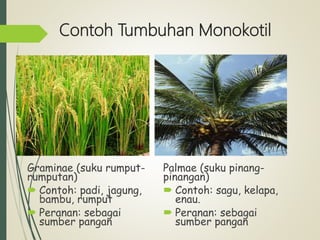 Contoh Tumbuhan Monokotil
Graminae (suku rumput-
rumputan)
 Contoh: padi, jagung,
bambu, rumput
 Peranan: sebagai
sumber pangan
Palmae (suku pinang-
pinangan)
 Contoh: sagu, kelapa,
enau.
 Peranan: sebagai
sumber pangan
 