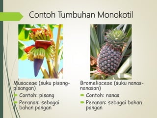 Contoh Tumbuhan Monokotil
Musaceae (suku pisang-
pisangan)
 Contoh: pisang
 Peranan: sebagai
bahan pangan
Bromeliaceae (suku nanas-
nanasan)
 Contoh: nanas
 Peranan: sebagai bahan
pangan
 