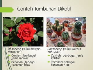 Contoh Tumbuhan Dikotil
Rosaceae (suku mawar-
mawaran)
 Contoh: berbagai
jenis mawar
 Peranan: sebagai
tanaman hias
Cactaceae (suku kaktus-
kaktusan)
 Contoh: berbagai jenis
kaktus
 Peranan: sebagai
tanaman hias
 