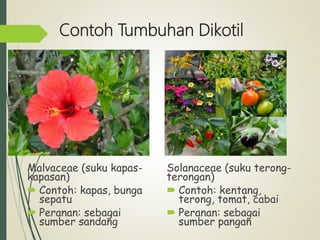 Contoh Tumbuhan Dikotil
Malvaceae (suku kapas-
kapasan)
 Contoh: kapas, bunga
sepatu
 Peranan: sebagai
sumber sandang
Solanaceae (suku terong-
terongan)
 Contoh: kentang,
terong, tomat, cabai
 Peranan: sebagai
sumber pangan
 