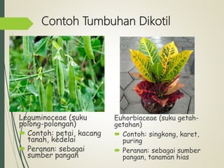 Contoh Tumbuhan Dikotil
Leguminoceae (suku
polong-polongan)
 Contoh: petai, kacang
tanah, kedelai
 Peranan: sebagai
sumber pangan
Euhorbiaceae (suku getah-
getahan)
 Contoh: singkong, karet,
puring
 Peranan: sebagai sumber
pangan, tanaman hias
 