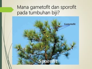 Mana gametofit dan sporofit
pada tumbuhan biji?
 