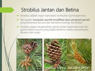 Strobilus Jantan dan Betina
 Strobilus adalah organ reproduksi tumbuhan Gymnospermae
 Merupakan kumpulan sporofil (modifikasi daun penghasil gamet)
yang berbentuk kerucut dan berwarna kuning/ kecoklatan
 Strobilus dapat menghasilkan gamet jantan (spermatozoid) dan
gamet betina (ovum) yang dapat bertemu melalui penyerbukan
dibantu oleh angin
Strobilus jantan
Strobilus betina
 