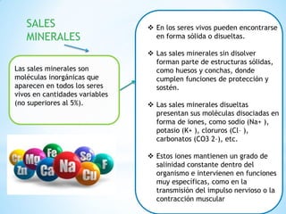 SALES
MINERALES
Las sales minerales son
moléculas inorgánicas que
aparecen en todos los seres
vivos en cantidades variables
(no superiores al 5%).
 En los seres vivos pueden encontrarse
en forma sólida o disueltas.
 Las sales minerales sin disolver
forman parte de estructuras sólidas,
como huesos y conchas, donde
cumplen funciones de protección y
sostén.
 Las sales minerales disueltas
presentan sus moléculas disociadas en
forma de iones, como sodio (Na+ ),
potasio (K+ ), cloruros (Cl– ),
carbonatos (CO3 2–), etc.
 Estos iones mantienen un grado de
salinidad constante dentro del
organismo e intervienen en funciones
muy específicas, como en la
transmisión del impulso nervioso o la
contracción muscular
 