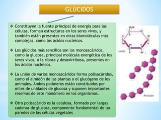 GLÚCIDOS
 Constituyen la fuente principal de energía para las
células, forman estructuras en los seres vivos, y
también están presentes en otras biomoléculas más
complejas, como los ácidos nucleicos.
 Los glúcidos más sencillos son los monosacáridos,
como la glucosa, principal molécula energética de los
seres vivos, o la ribosa y desoxirribosa, presentes en
los ácidos nucleicos.
 La unión de varios monosacáridos forma polisacáridos,
como el almidón de las plantas o el glucógeno de los
animales. Ambos polímeros están constituidos por
miles de unidades de glucosa y suponen importantes
reservas de este monómero en los organismos.
 Otro polisacárido es la celulosa, formado por largas
cadenas de glucosa, componente fundamental de las
paredes de las células vegetales
 