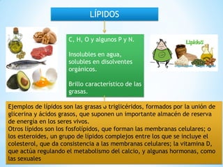 LÍPIDOS
C, H, O y algunos P y N.
Insolubles en agua,
solubles en disolventes
orgánicos.
Brillo característico de las
grasas.
Ejemplos de lípidos son las grasas o triglicéridos, formados por la unión de
glicerina y ácidos grasos, que suponen un importante almacén de reserva
de energía en los seres vivos.
Otros lípidos son los fosfolípidos, que forman las membranas celulares; o
los esteroides, un grupo de lípidos complejos entre los que se incluye el
colesterol, que da consistencia a las membranas celulares; la vitamina D,
que actúa regulando el metabolismo del calcio, y algunas hormonas, como
las sexuales
 