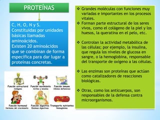PROTEÍNAS
C, H, O, N y S.
Constituidas por unidades
básicas llamadas
aminoácidos.
Existen 20 aminoácidos
que se combinan de forma
específica para dar lugar a
proteínas concretas.
 Grandes moléculas con funciones muy
variadas e importantes en los procesos
vitales.
 Forman parte estructural de los seres
vivos, como el colágeno de la piel y los
huesos, la queratina en el pelo, etc.
 Controlan la actividad metabólica de
las células; por ejemplo, la insulina,
que regula los niveles de glucosa en
sangre, o la hemoglobina, responsable
del transporte de oxígeno a las células.
 Las enzimas son proteínas que actúan
como catalizadores de reacciones
biológicas.
 Otras, como los anticuerpos, son
responsables de la defensa contra
microorganismos.
 