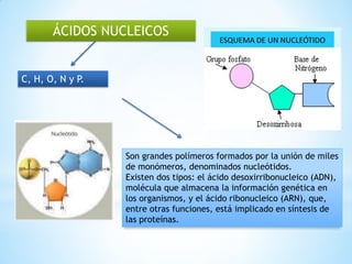 ÁCIDOS NUCLEICOS
C, H, O, N y P.
Son grandes polímeros formados por la unión de miles
de monómeros, denominados nucleótidos.
Existen dos tipos: el ácido desoxirribonucleico (ADN),
molécula que almacena la información genética en
los organismos, y el ácido ribonucleico (ARN), que,
entre otras funciones, está implicado en síntesis de
las proteínas.
 