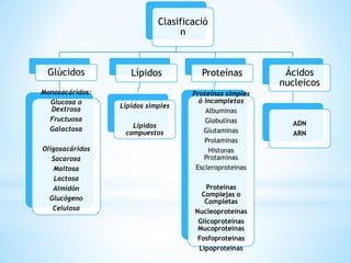 Clasificació
n
Glúcidos
Monosacáridos:
Glucosa o
Dextrosa
Fructuosa
Galactosa
Oligosacáridos
Sacarosa
Maltosa
Lactosa
Almidón
Glucógeno
Celulosa
Lípidos
Lípidos simples
Lípidos
compuestos
Proteínas
Proteínas simples
ó incompletas
Albuminas
Globulinas
Glutaminas
Prolaminas
Histonas
Protaminas
Escleroproteinas
Proteínas
Complejas o
Completas
Nucleoproteínas
Glicoproteínas
Mucoproteínas
Fosfoproteínas
Lipoproteínas
Ácidos
nucleicos
ADN
ARN
 