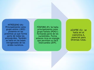 NITRÓGENO (N):
Principalmente como
grupo amino (-NH2)
presente en las
proteínas ya que forma
parte de todos los
aminoácidos. También
se halla en las bases
nitrogenadas de los
ácidos nucleicos.
FÓSFORO (P): Se halla
principalmente como
grupo fosfato (PO43-)
formando parte de los
nucleótidos. Forma
enlaces ricos en energía
que permiten su fácil
intercambio (ATP).
AZUFRE (S): se
halla en el
coenzima A,
esencial para
Diversas rutas.
 