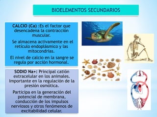 BIOELEMENTOS SECUNDARIOS
CALCIO (Ca) :Es el factor que
desencadena la contracción
muscular.
Se almacena activamente en el
retículo endoplásmico y las
mitocondrias.
El nivel de calcio en la sangre se
regula por acción hormonal.
SODIO Na+: Principal catión
extracelular en los animales.
Importante en la regulación de la
presión osmótica.
Participa en la generación del
potencial de membrana,
conducción de los impulsos
nerviosos y otros fenómenos de
excitabilidad celular.
 