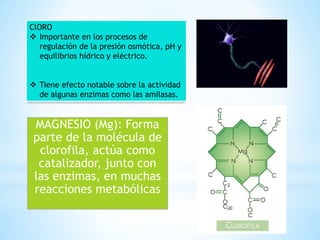 MAGNESIO (Mg): Forma
parte de la molécula de
clorofila, actúa como
catalizador, junto con
las enzimas, en muchas
reacciones metabólicas
ClORO
 Importante en los procesos de
regulación de la presión osmótica, pH y
equilibrios hídrico y eléctrico.
 Tiene efecto notable sobre la actividad
de algunas enzimas como las amilasas.
 