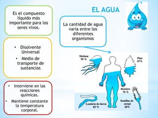 EL AGUA
Es el compuesto
líquido más
importante para los
seres vivos.
La cantidad de agua
varía entre los
diferentes
organismos
• Disolvente
Universal
• Medio de
transporte de
sustancias
• Interviene en las
reacciones
químicas.
• Mantiene constante
la temperatura
corporal.
 