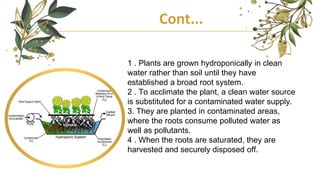 Cont...
1 . Plants are grown hydroponically in clean
water rather than soil until they have
established a broad root system.
2 . To acclimate the plant, a clean water source
is substituted for a contaminated water supply.
3. They are planted in contaminated areas,
where the roots consume polluted water as
well as pollutants.
4 . When the roots are saturated, they are
harvested and securely disposed off.
 