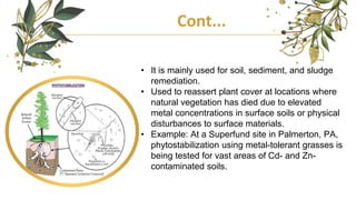 Cont...
• It is mainly used for soil, sediment, and sludge
remediation.
• Used to reassert plant cover at locations where
natural vegetation has died due to elevated
metal concentrations in surface soils or physical
disturbances to surface materials.
• Example: At a Superfund site in Palmerton, PA,
phytostabilization using metal-tolerant grasses is
being tested for vast areas of Cd- and Zn-
contaminated soils.
 
