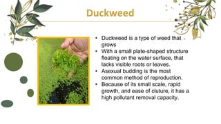 Duckweed
• Duckweed is a type of weed that
grows
• With a small plate-shaped structure
floating on the water surface, that
lacks visible roots or leaves.
• Asexual budding is the most
common method of reproduction.
• Because of its small scale, rapid
growth, and ease of cluture, it has a
high pollutant removal capacity.
 
