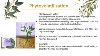 Phytovolatilization
• Plants draw in water-
soluble pollutants from the soil, convert them to volatile forms,
and then transpire them into the atmosphere.
• Phytovolatilization is most widely used in groundwater, but it ca
n also be used in soil, sediments, and sludges.
• Works on organic molecules, heavy metal toxins, and TCE, am
ong other things.
• Mercury is the most common metal pollutant for which this met
hod has been used.
• Example:
At one study site, poplar trees were observed to volatilize 90 p
ercent of the TCE they ingested
 