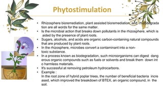 Phytostimulation
• Rhizosphere bioremediation, plant assisted bioremediation, and rhizodegrada
tion are all words for the same matter.
• Is the microbial action that breaks down pollutants in the rhizosphere, which is
aided by the presence of plant roots.
• Sugars, alcohols, and acids are organic carbon-containing natural compounds
that are produced by plant roots.
• In the rhizosphere, microbes convert a contaminant into a non-
toxic substance.
• In a process known as biodegradation, such microorganisms can digest dang
erous organic compounds such as fuels or solvents and break them down int
o harmless materials.
• It's successful at removing petroleum hydrocarbons.
• Example :
In the root zone of hybrid poplar trees, the number of beneficial bacteria incre
ased, which improved the breakdown of BTEX, an organic compound, in the
soil.
 
