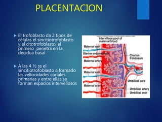 PLACENTACION
 El trofoblasto da 2 tipos de
células el sincitiotrofoblasto
y el citotrofoblasto, el
primero penetra en la
decidua basal
 A las 4 ½ ss el
sincitiotrofoblasto a formado
las vellocidades coriales
primarias y entre ellas se
forman espacios intervellosos
 