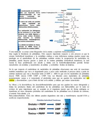 Y esta molécula va actuar como bloqueador de la enzima a aspartato transcarbamilasa.
Que regula la biosíntesis de pirimidinas. Otro aspecto importante respecto a este proceso es que la
orotato fosforribosil transferasa y la orotidilato oxidasa a estar defectuosa enzimas pueden causar una
patología en el metabolismo de las pirimidinas aciduria orotica la recuperación de nucleótidos de
pirimidina, puede hacerse gracias a partir de la enzima pirimidina fosforribosil transferasa, la cual
recicla la base prefabricada oro uracilo y timina con la fosforribosilpirofosfato permite formar
monofosfato de orotidina y monofosfato de uridina y orofodfsto fosfato de timidina.
En lo que respecta al catabolismo de nucleótidos de pirimidina observamos una serie de reacciones
también enzimáticas que van a ir degradando poco a poco estás moléculas el proceso inicia a partir de
enzimas nucleasas que van a fraccionar tanto el ADN o ARN lo que son los nucleótidos de pirimidina
desoxi TMP, desoxi CMP, UMP y CMP. Una vez liberado estos nucleótidos de pirimidina
posteriormente vamos a ir removiendo el pirofosfato para que no queden los nucleosidos del sofi
citidina y desoxiuridina y por el lado del aire en la uridina y citidina que vamos removiendo.
La ribosa y la desoxirribosa, los desoxirribonucleótidos para que nos queden los vasos nitrogenada y
timina los productos finales del catabolismo de las pirimidinas son hidrosolubles por lo tanto no
revisten de gran importancia que se acumula en el organismo puesto que de forma endógena se
transforma en otros elementos probables del catabolismo de las pirimidinas son el dióxido de carbono,
el amonio beta-alanina y la
Beta-aminosobutirato. Estos dos últimos pueden degradarse aún más y transformarse succinil COA y
acetil-coa respectivamente.
 