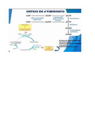7.-Metabolismo de nucleotidos.docx