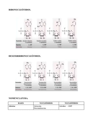 RIBONUCLEÓTIDOS.
DESOXIRRIBONUCLEÓTIDOS.
NOMENCLATURA.
BASES NUCLEÓSIDOS NUCLEÓTIDOS
Adenina Adenosina.
Desoxiadenosina.
Adenilato – AMP.
 
