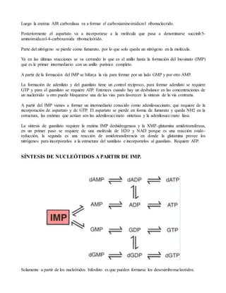 Luego la enzima AIR carboxilasa va a formar el carboxiaminoimidazol ribonucleotido.
Posteriormente el aspartato va a incorporarse a la molécula que pasa a denominarse succinil-5-
aminoimidazol-4-carboxamida ribonucleótido.
Parte del nitrógeno se pierde como fumarato, por lo que solo queda un nitrógeno en la molécula.
Ya en las últimas reacciones se va cerrando lo que es el anillo hasta la formación del Inosinato (IMP)
que es le primer intermediario con un anillo purínico completo.
A partir de la formación del IMP se bifurca la vía para formar por un lado GMP y por otro AMP.
La formación de adenilato y del guanilato tiene un control reciproco, para formar adenilato se requiere
GTP y para el guanilato se requiere ATP. Entonces cuando hay un desbalance en las concentraciones de
un nucleótido u otro puede bloquearse una de las vías para favorecer la síntesis de la vía contraria.
A partir del IMP vamos a formar un intermediario conocido como adenilosuccinato, que requiere de la
incorporación de aspartato y de GTP. El aspartato se pierde en forma de fumarato y queda NH2 en la
estructura, las enzimas que actúan son las adenilosuccinato sintetasa y la adenilosuccinato liasa.
La síntesis de guanilato requiere la enzima IMP deshidrogenasa y la XMP-glutamina amidotransferasa,
en un primer paso se requiere de una molécula de H2O y NAD porque es una reacción oxido-
reducción, la segunda es una reacción de amidotransferencia en donde la glutamina provee los
nitrógenos para incorporarlos a la estructura del xantilato e incorporarlos al guanilato. Requiere ATP.
SÍNTESIS DE NUCLEÓTIDOS A PARTIR DE IMP.
Solamente a partir de los nucleótidos bifosfato es que pueden formarse los desoxirribonucleotidos.
 