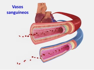 Vasos
sanguíneos
 