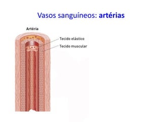 Vasos sanguíneos: artérias
 