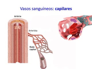 Vasos sanguíneos: capilares
 