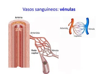 Vasos sanguíneos: vénulas
 