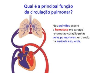 Qual é a principal função
da circulação pulmonar?
Nos pulmões ocorre
a hematose e o sangue
retorna ao coração pelas
veias pulmonares, entrando
na aurícula esquerda.
 