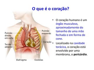 O que é o coração?
• O coração humano é um
órgão musculoso,
aproximadamente do
tamanho de uma mão
fechada e em forma de
cone.
• Localizado na cavidade
torácica, o coração está
envolvido por uma
membrana, o pericárdio.
 