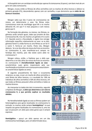 Página 12 de 16
A Drosophila tem um cariótipo constituído por apenas 8 cromossomas (4 pares), com bem mais de um
gene em cada cromossoma.
Morgan, cruzou então as fêmeas de olhos vermelhos com os machos de olhos brancos e obteve na
primeira geração (F1), descendentes apenas com cor vermelha, o que demonstra que o alelo da cor
branca é recessivo.
Morgan sabia que dos 4 pares de cromossomas da
mosca, um determinaria o sexo. Na fêmea estes
cromossomas eram de morfologia igual XX e no macho
diferente XY, em que Y é mais pequeno e com menos
genes que X.
Na formação dos gâmetas, na meiose, nas fêmeas, os
gâmetas serão sempre iguais, dado que provém de dois
cromossomas XX, mas nos machos um gâmeta é X e outro
é Y. Quando ocorre a fecundação, o zigoto traz consigo
informação específica relativamente ao sexo: se os dois
gâmetas forem X, então forma-se uma fêmea se um for X
e outro Y, forma-se um macho. Posto isto, Morgan
deduziu: Se a cor dos olhos da mosca-da-fruta se encontra
no cromossoma X, este manifestar-se-á sempre no
fenótipo dos machos, pois não existe outro alelo no
cromossoma Y.
Morgan coloca, então, a hipótese que o alelo que
determina a cor dos olhos da mosca-da-fruta se encontra
no cromossoma X (hereditariedade ligada ao sexo -
características cujos genes responsáveis pela sua
manifestação se localizam num cromossoma sexual dizem-
se características ligadas ao sexo).
O seguinte procedimento foi fazer o cruzamento
recíproco, ou seja, cruzar um macho de olhos vermelhos e
uma fêmea de olhos brancos, e o resultado foi: 50% de
indivíduos de olhos vermelhos e 50% de olhos brancos, em
que todas as fêmeas possuíam olhos vermelhos e todos os
machos brancos.
Ao interpretar os dados dos dois cruzamentos, segundo
a hipótese de Morgan, o alelo que determina a cor está no
cromossoma X, o que permite explicar os resultados
obtidos.
Na Hereditariedade ligada ao sexo as fêmeas podem ser
heterozigóticas para genes localizados no cromossoma X,
contudo, os machos serão sempre hemizigóticos* no que
respeita aos genes localizados no cromossoma X, uma vez
que só possuem um alelo para estes genes que é sempre
expresso.
Hemizigótico – possui um alelo apenas em um dos
cromossomas homólogos, para um determinado locus.
 