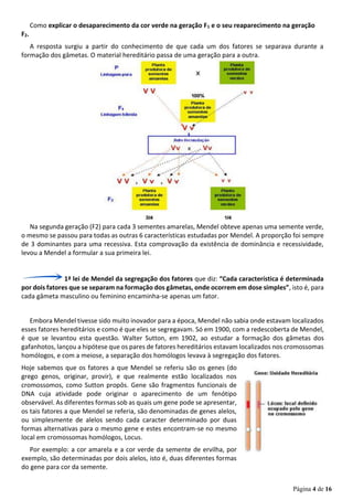 Página 4 de 16
Como explicar o desaparecimento da cor verde na geração F1 e o seu reaparecimento na geração
F2.
A resposta surgiu a partir do conhecimento de que cada um dos fatores se separava durante a
formação dos gâmetas. O material hereditário passa de uma geração para a outra.
Na segunda geração (F2) para cada 3 sementes amarelas, Mendel obteve apenas uma semente verde,
o mesmo se passou para todas as outras 6 características estudadas por Mendel. A proporção foi sempre
de 3 dominantes para uma recessiva. Esta comprovação da existência de dominância e recessividade,
levou a Mendel a formular a sua primeira lei.
1ª lei de Mendel da segregação dos fatores que diz: “Cada característica é determinada
por dois fatores que se separam na formação dos gâmetas, onde ocorrem em dose simples”, isto é, para
cada gâmeta masculino ou feminino encaminha-se apenas um fator.
Embora Mendel tivesse sido muito inovador para a época, Mendel não sabia onde estavam localizados
esses fatores hereditários e como é que eles se segregavam. Só em 1900, com a redescoberta de Mendel,
é que se levantou esta questão. Walter Sutton, em 1902, ao estudar a formação dos gâmetas dos
gafanhotos, lançou a hipótese que os pares de fatores hereditários estavam localizados nos cromossomas
homólogos, e com a meiose, a separação dos homólogos levava à segregação dos fatores.
Hoje sabemos que os fatores a que Mendel se referiu são os genes (do
grego genos, originar, provir), e que realmente estão localizados nos
cromossomos, como Sutton propôs. Gene são fragmentos funcionais de
DNA cuja atividade pode originar o aparecimento de um fenótipo
observável. As diferentes formas sob as quais um gene pode se apresentar,
os tais fatores a que Mendel se referia, são denominadas de genes alelos,
ou simplesmente de alelos sendo cada caracter determinado por duas
formas alternativas para o mesmo gene e estes encontram-se no mesmo
local em cromossomas homólogos, Locus.
Por exemplo: a cor amarela e a cor verde da semente de ervilha, por
exemplo, são determinadas por dois alelos, isto é, duas diferentes formas
do gene para cor da semente.
 