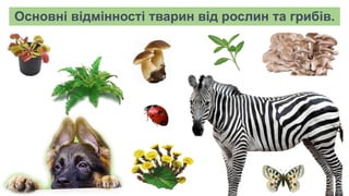 Основні відмінності тварин від рослин та грибів.
 