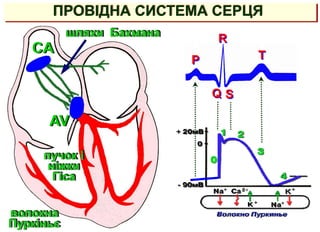 ПРОВІДНА СИСТЕМА СЕРЦЯ
AV
CA
шляхи Бахмана
пучок і
ніжки
Гіса
волокна
Пуркіньє
P
Q
R
S
T
 