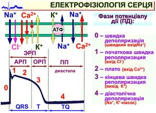 ЕЛЕКТРОФІЗІОЛОГІЯ СЕРЦЯ
Na+
Сa2+
Na+
АТФ
К+
К+
Na+
Сa2+
0
1 2
3
4
Сl-
0 – швидка
деполяризація
(швидкий вхідNa+)
1 – початкова швидка
реполяризация
(вхід Сl-)
2 – плато (вхід Сa2+)
3 – кінцева швидка
реполяризация
(вихід К+)
4 – діастолічна
деполяризація
(Na+, К+-насос)
АРП ОРП ПП
ЭРП
QRS T TQ
диастола
Фази потенціалу
дії (ПД):
 