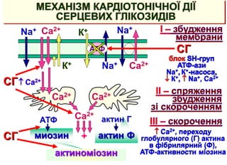 актин Ф
миозин
МЕХАНІЗМ КАРДІОТОНІЧНОЇ ДІЇ
СЕРЦЕВИХ ГЛІКОЗИДІВ
СГ
Na+ Сa2+
Na+
АТФ
К+
К+
Na+
Сa2+
I – збудження
мембрани
II – спряження
збудження
зі скороченням
Сa2+ Сa2+
III – скорочення
Сa2+
актиноміозин
+
актин Г
АТФ
СГ
блок SH-груп
АТФ-ази
Na+, К+-насоса,
 К+,  Na+, Сa2+
 Сa2+, переходу
глобулярного (Г) актина
в фібрилярний (Ф),
АТФ-активности міозина
СГ
 Сa2+
 