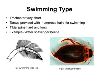Swimming Type
• Trochanter very short
• Tarsus provided with numerous hairs for swimming
• Tibia spine hard and long
• Example- Water scavenger beetle.
Fig: Swimming type leg Fig: Scavenger beetle
 