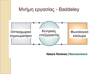 Μνήμη εργασίας - Baddeley
Κεντρικός
επεξεργαστής
Οπτικοχωρικό
σημειωματάριο
Φωνολογικό
κύκλωμα
 