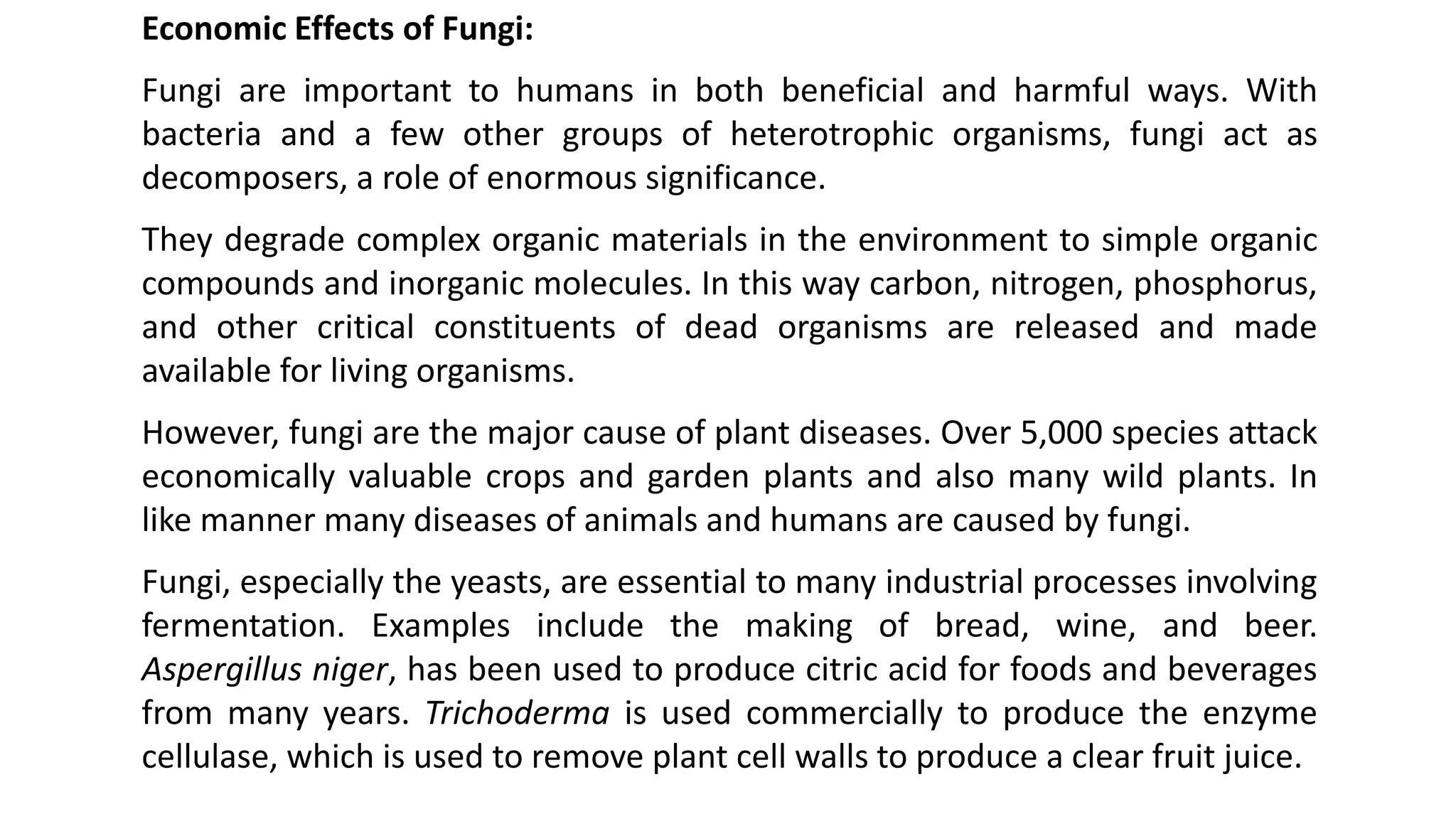 Economic Effects of Fungi:
Fungi are important to humans in both beneficial and harmful ways. With
bacteria and a few other groups of heterotrophic organisms, fungi act as
decomposers, a role of enormous significance.
They degrade complex organic materials in the environment to simple organic
compounds and inorganic molecules. In this way carbon, nitrogen, phosphorus,
and other critical constituents of dead organisms are released and made
available for living organisms.
However, fungi are the major cause of plant diseases. Over 5,000 species attack
economically valuable crops and garden plants and also many wild plants. In
like manner many diseases of animals and humans are caused by fungi.
Fungi, especially the yeasts, are essential to many industrial processes involving
fermentation. Examples include the making of bread, wine, and beer.
Aspergillus niger, has been used to produce citric acid for foods and beverages
from many years. Trichoderma is used commercially to produce the enzyme
cellulase, which is used to remove plant cell walls to produce a clear fruit juice.
 