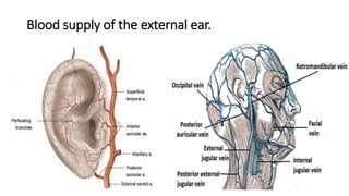 Blood supply of the external ear.
 