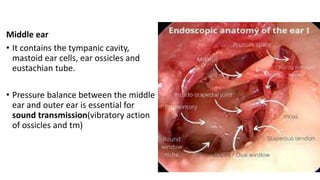Middle ear
• It contains the tympanic cavity,
mastoid ear cells, ear ossicles and
eustachian tube.
• Pressure balance between the middle
ear and outer ear is essential for
sound transmission(vibratory action
of ossicles and tm)
 