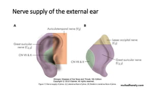 Nerve supply of the external ear
 